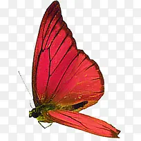 海报夏日摄影红色蝴蝶
