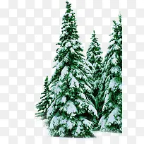 冬日雪后树木场景