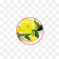 黄色的花