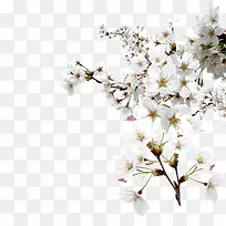 杏花，白，簇，装饰-1