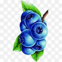蓝莓新鲜手绘水果