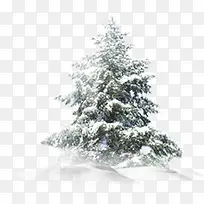 白色树木雪景设计