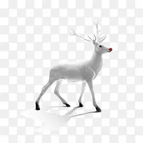 白色圣诞节日圣洁麋鹿