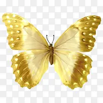 金色蝴蝶绿色蝴蝶