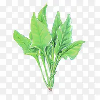 菠菜