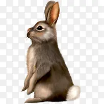 鼠绘的长耳朵棕灰色兔子