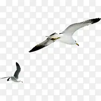 飞翔海鸥设计白色