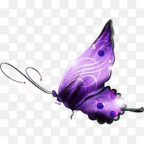 紫色蝴蝶