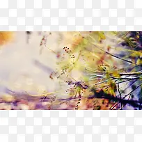 清新复古自然风景