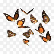 橘黑米黄三色蝴蝶