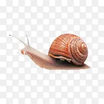 动物卡通爬行小蜗牛