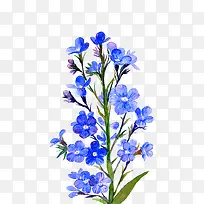 植物手绘花朵牛舌草