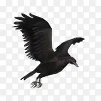 黑色飞舞的老鹰