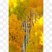 黄色秋天枫叶树林