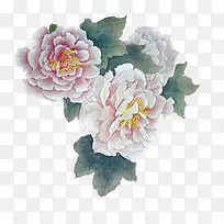 工笔芙蓉花