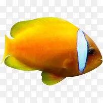 一个黄色热带鱼