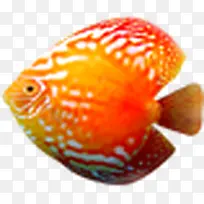 游动的红色热带鱼