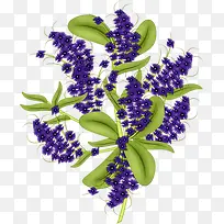 薰衣草花簇