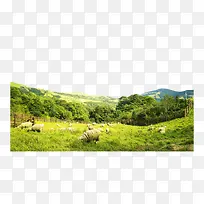 绿色景色