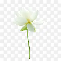一支盛开的白莲花