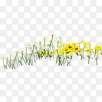创意高清合成效果黄色的花卉