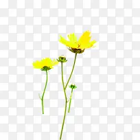 高清创意黄色花卉合成摄影效果