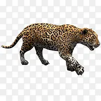 动物猛兽猎豹2