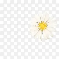 一朵白色的小菊花