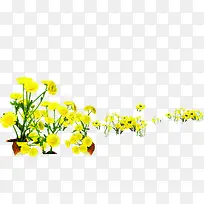 高清创意黄色的花卉