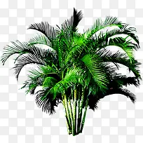 高清创意绿色棕榈树