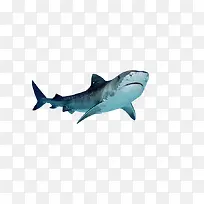 产品实物鲨鱼