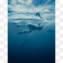 水面海豚海报背景