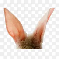 兔子大耳朵