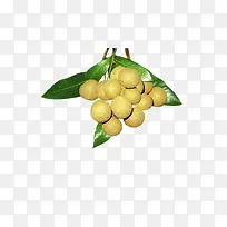 桂圆