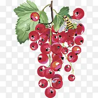 水果矢量图灯笼果蔓越莓