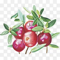 矢量图蔓越莓水果樱桃