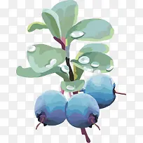 水果矢量图灯笼果蓝莓 蓝莓