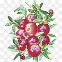 矢量图蔓越莓水果樱桃