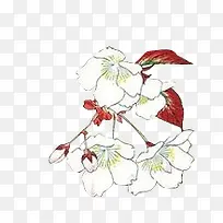 红叶白花手绘白花