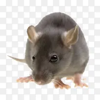 老鼠