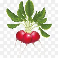 矢量手绘蔬菜