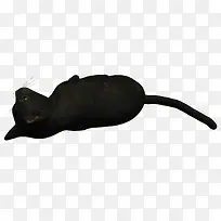 黑猫