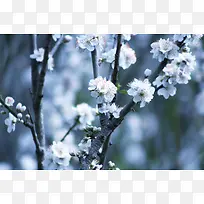 白色硬化花树海报背景
