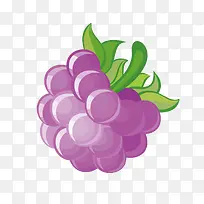 矢量水果俯视紫色桑葚