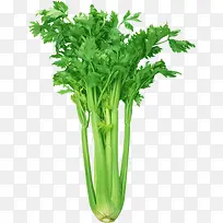 芹菜