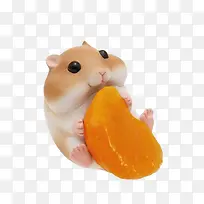 吃橘子的仓鼠