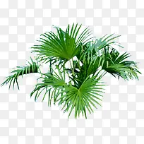 绿色树叶植物家居装饰