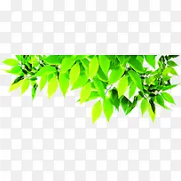 夏日海报植物树叶