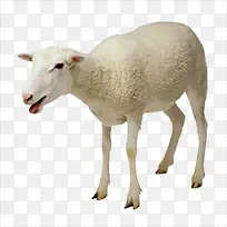 绵羊