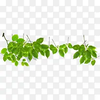 春天绿色光效植物树叶